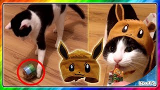 MELA  CZAPKA POKEMON EEVEE Cat Cap Hat Neko no kaburimono Gacha Gatcha Capsule Toy [upl. by Ailalue]