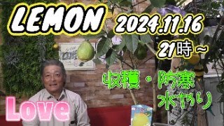 【レモン栽培のポイント】防寒対策は大丈夫ですか？冬越しの準備をしましょう。 [upl. by Jessamyn]