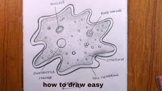 How TO Draw amoeba easyamoeba diagramamoeba drawing [upl. by Enomal88]