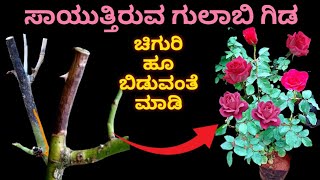 ಸಾಯುತ್ತಿರುವ ಗುಲಾಬಿ ಗಿಡವನ್ನೂ ಬದುಕಿಸಿ ಗಿಡದ ತುಂಬಾ ಹೂ ಬಿಡುವಂತೆ ಮಾಡುವುದು ಹೇಗೆ Rose Die back to live back [upl. by Eppillihp]