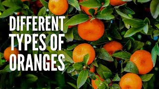 15 Types of Oranges You Should Know [upl. by Cuttler]