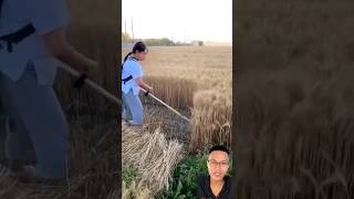 Smart rice vegetable and barley harvesting tool sonasmr [upl. by Aratnahs]