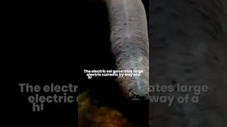 Why do Electric Eels Shock How do electric eels generate a voltage and why do they not get shocked [upl. by Rehm251]