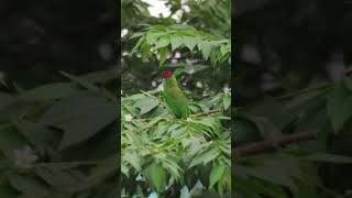 Blue Throated Barbet barbet morningvibes freshmood startoftheday nature birds birdsvideo 4k [upl. by Eelrahs]