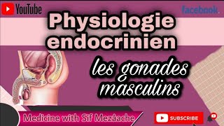 6 Les Gonades masculins  Physiologie 2ème MED [upl. by Elleira]