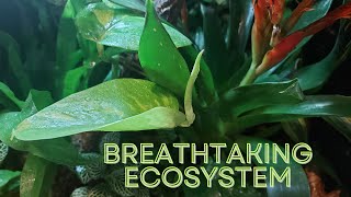 Transforming our Reptile Tank into a Mini Ecosystem – Bioactive Update [upl. by Lokcin]