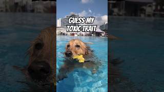 Can You Help Me Understand 🤔🤯dog dogs doglover doglife pets petlover goldenretriever cutedog [upl. by Jenica]