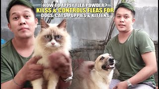 HOW TO APPLY FLEA POWDER KILLS amp CONTROLS FLEAS FOR DOGS CATS PUPPIES amp KITTENS [upl. by Osicnarf743]