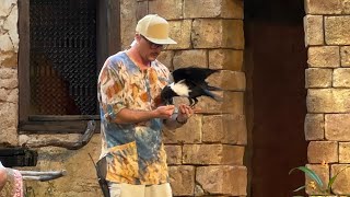 Feathered Friends in Flight at Disney’s Animal Kingdom [upl. by Duarte]