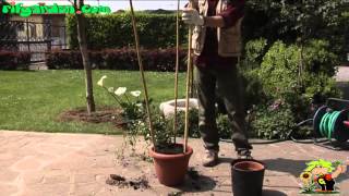 Growing potted climbing plants [upl. by Licko]