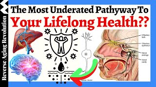 THIS May Be The MOST UNDERATED Pathway To Your Lifelong Health [upl. by Brunelle349]