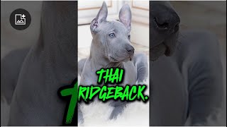 The THAI RIDGEBACK [upl. by Naeruat]