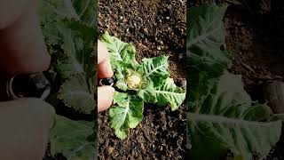 DIMINUTA Planta de COLIFLOR y su FRUTO del TAMAÑO de una CANICA huerto coliflor coles [upl. by Airal]