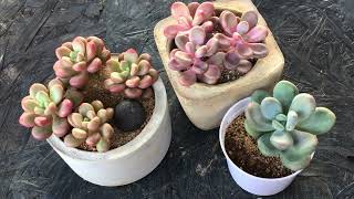 ARE RED AND PINK MOONSTONES REAL  SUCCULENT CARE TIPS [upl. by Onitram]