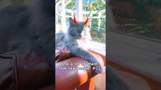 Remember stupidity comesfunny catmemes funnycats ragdoll [upl. by Dnomal66]