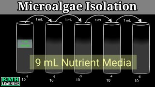 Microalgae Isolation Techniques [upl. by Cl]