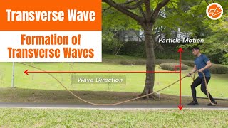 Formation of Transverse Waves [upl. by Aivatnuahs]