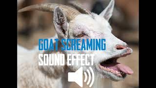 GOAT SCREAMING  SOUND EFFECT 1 HOUR [upl. by Aeslehs]