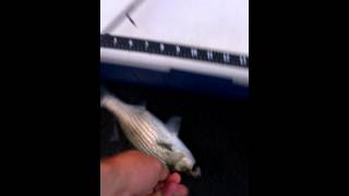 Bluestone Lake WV Striper Fishing [upl. by Toomay511]