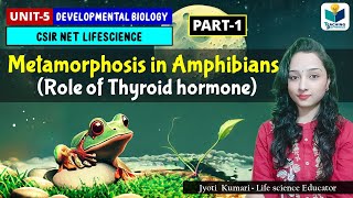 Metamorphosis in AmphibiansPart1  Thyroid Hormone Role Developmental Biology  CSIR NET 2024 [upl. by Docia]