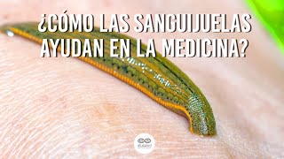 Las sanguijuelas en la medicina antigua y moderna  Curiosidades Médicas [upl. by Addia521]