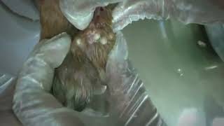 Remove Monster Mango worms from poor dog  Mango worms removal 28 [upl. by Checani680]