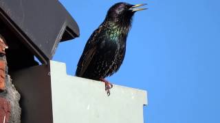 Common Starling mimicry part 2 [upl. by Ylro]