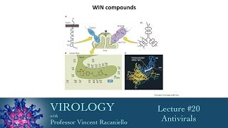 Virology 2014 lecture 20  Antivirals [upl. by Eatnuhs751]