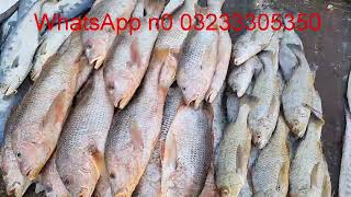 Fish Video  Latest Rates of Fish  Karachi fishery Market on 2122024 [upl. by Adnwahsat]