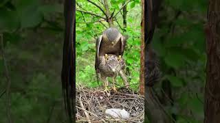 Peregrine Falcon The fastest bird in the world [upl. by Theron]