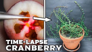 210 Days Growing Cranberry Plant From Seed Timelapse [upl. by Simons]