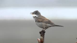 Whitethroat And Song [upl. by Odey]