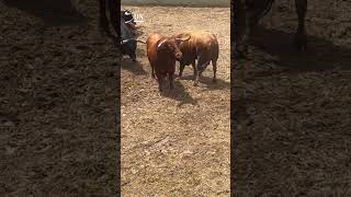 Llegan los primeros TOROS a PAMPLONA para el ENCIERRO de SANFERMINES navarra toro toros [upl. by Ordnael342]