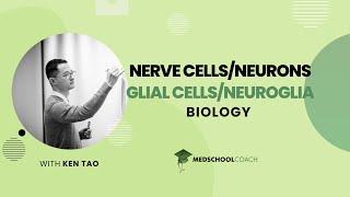 Glial Cells and Neuroglia [upl. by Aurel684]