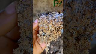 Mycelium network mycelium mushroom sterilization amazing [upl. by Enelehs933]