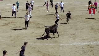 Encierros de Guadarrama 2024 3009 [upl. by Messere]