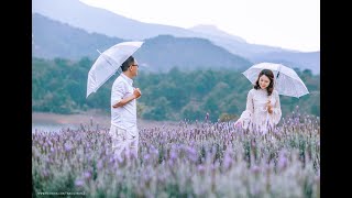 Toàn cảnh đồi hoa Lavender oải hương bên cạnh hồ Tuyền Lâm Đà Lạt [upl. by Animas]