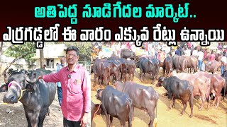 ఎర్రగడ్డ ఆదివారం సూడి గేదెల మార్కెట్  Erragadda Buffalo Market Biggest Buffalo Market Raithe Raju [upl. by Aynotak715]