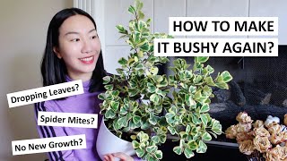 How To Promote New Growth amp Make Your Ficus Triangularis Bushy Again  Care Tips amp Guide [upl. by Kcirdneked]