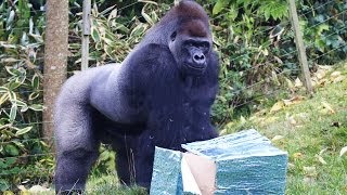 Kumbuka enjoys birthday party in Gorilla Kingdom [upl. by Irra438]