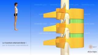La colonne vertébrale simplifiée et la vertèbre type [upl. by Glorianna749]