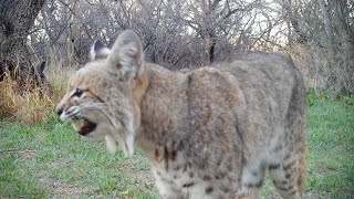 Meowing Bobcat Looking for Kitten [upl. by Nnylhtak]