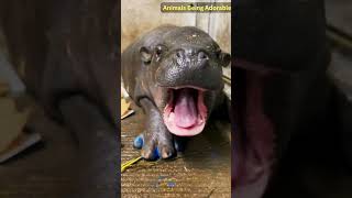 Irresistibly Cute Baby Hippo Moments A MustWatch Compilation BabyAnimals CuteAnimals hippo [upl. by Marijo]