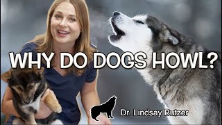 WHY DO DOGS HOWL  Veterinarian Explains [upl. by Eelrihs58]