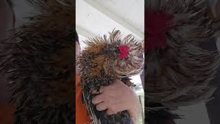 Treating Stargazer or Wry Neck in Chickens [upl. by Levana]