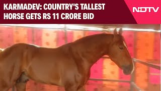 Pushkar Fair 2024  6ft Tall Horse Fetches Rs 11 Crore At Pushkar Animal Fair [upl. by Onateag]