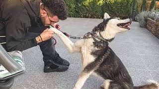 I would die laughing for this Husky Dog🤣 Funniest dog video [upl. by Morvin]