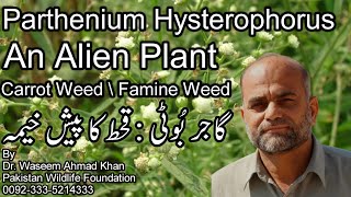 Grass Weed A Threat to Crops of Pakistan  Gajar Booti Ko Control Karnay Ka Tarika  Parthenium [upl. by Balling]