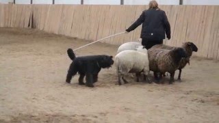 Bouvier des Flandres herding balance training [upl. by Maximilianus]