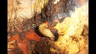 Palmrüssler  Red Palm Weevil  Rhynchophorus ferrugineus [upl. by Cutlor]